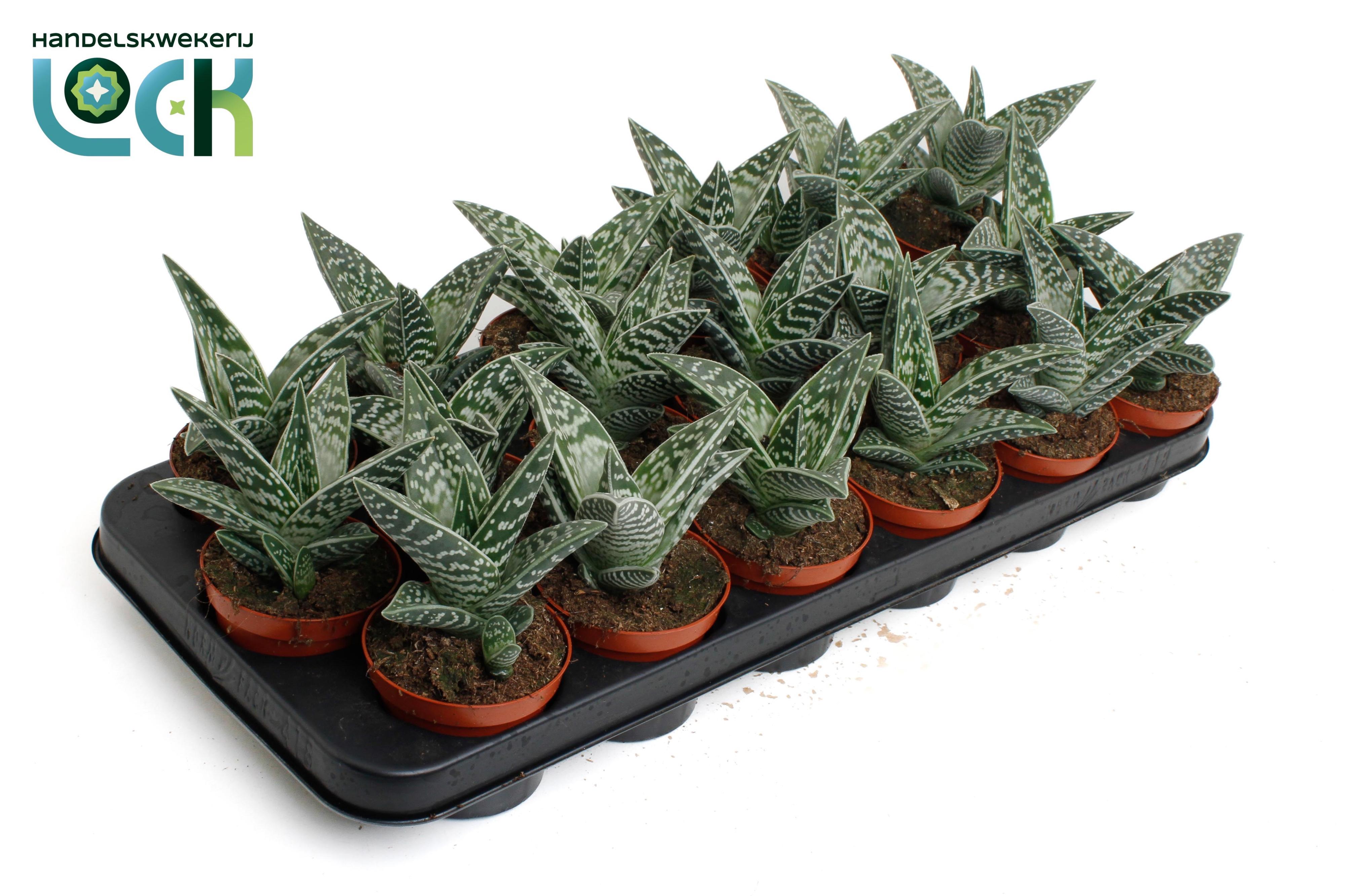 Горшечные цветы и растения оптом Aloë Variegata от 12шт (для телеги) из Голландии с доставкой по России