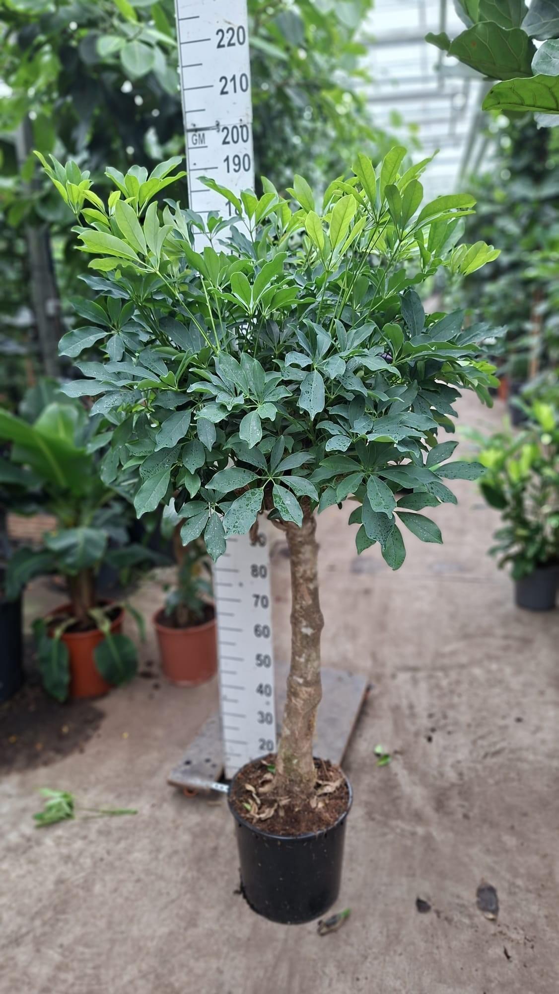 Горшечные цветы и растения оптом Schefflera Compacta On Stem от 1шт из Голландии с доставкой по России