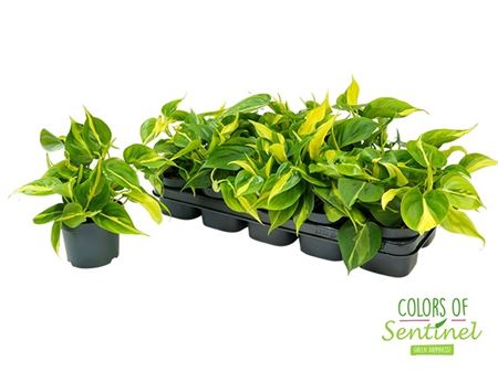 Горшечные цветы и растения оптом Philodendron Scandens Brasil от 10шт из Голландии с доставкой по России