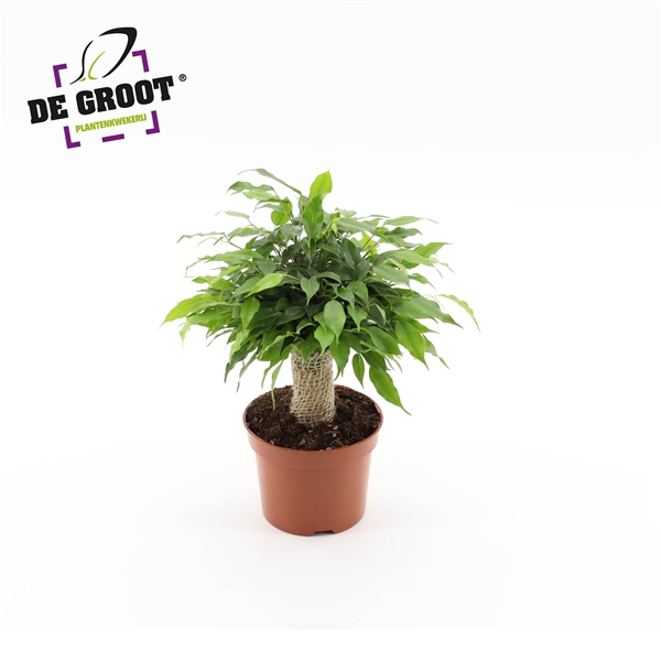 Горшечные цветы и растения оптом Ficus Be Green Kinky Jute от 10шт из Голландии с доставкой по России