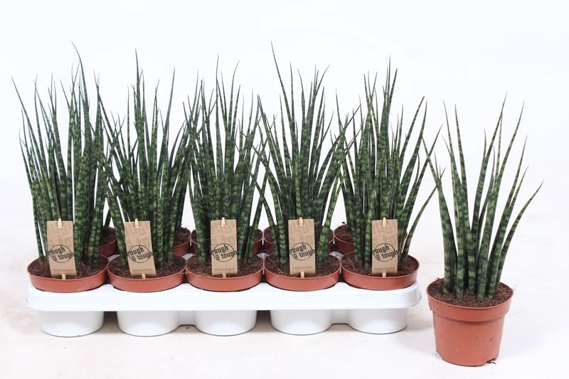 Горшечные цветы и растения оптом Sansevieria Fernwood Mikado от 10шт из Голландии с доставкой по России
