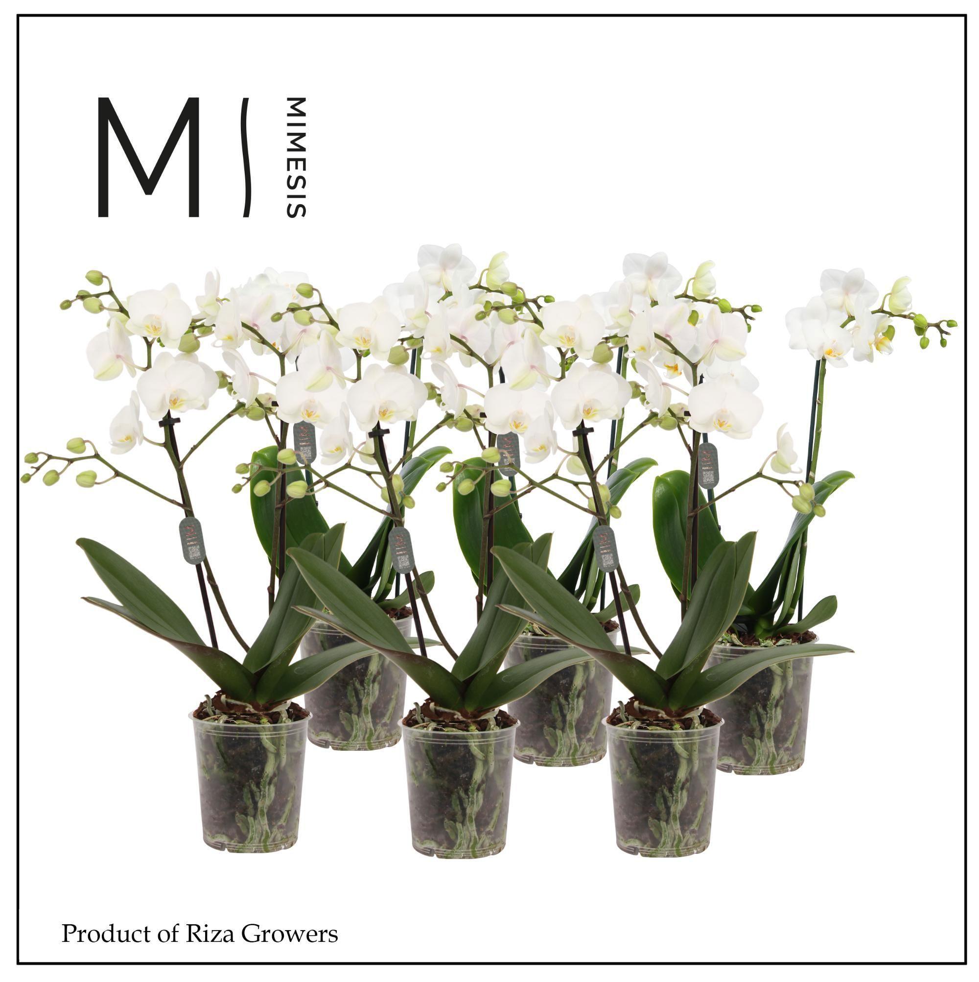 Горшечные цветы и растения оптом Phal 2st White 16 + (mimesis) от 12шт (для телеги) из Голландии с доставкой по России