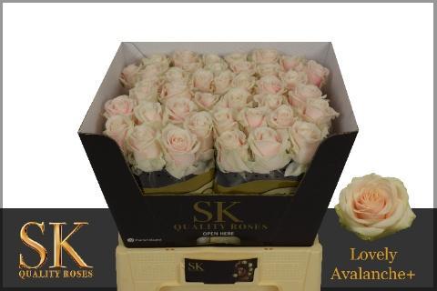 Срезанные цветы оптом Rosa large lovely avalanche+ от 40шт из Голландии с доставкой по России