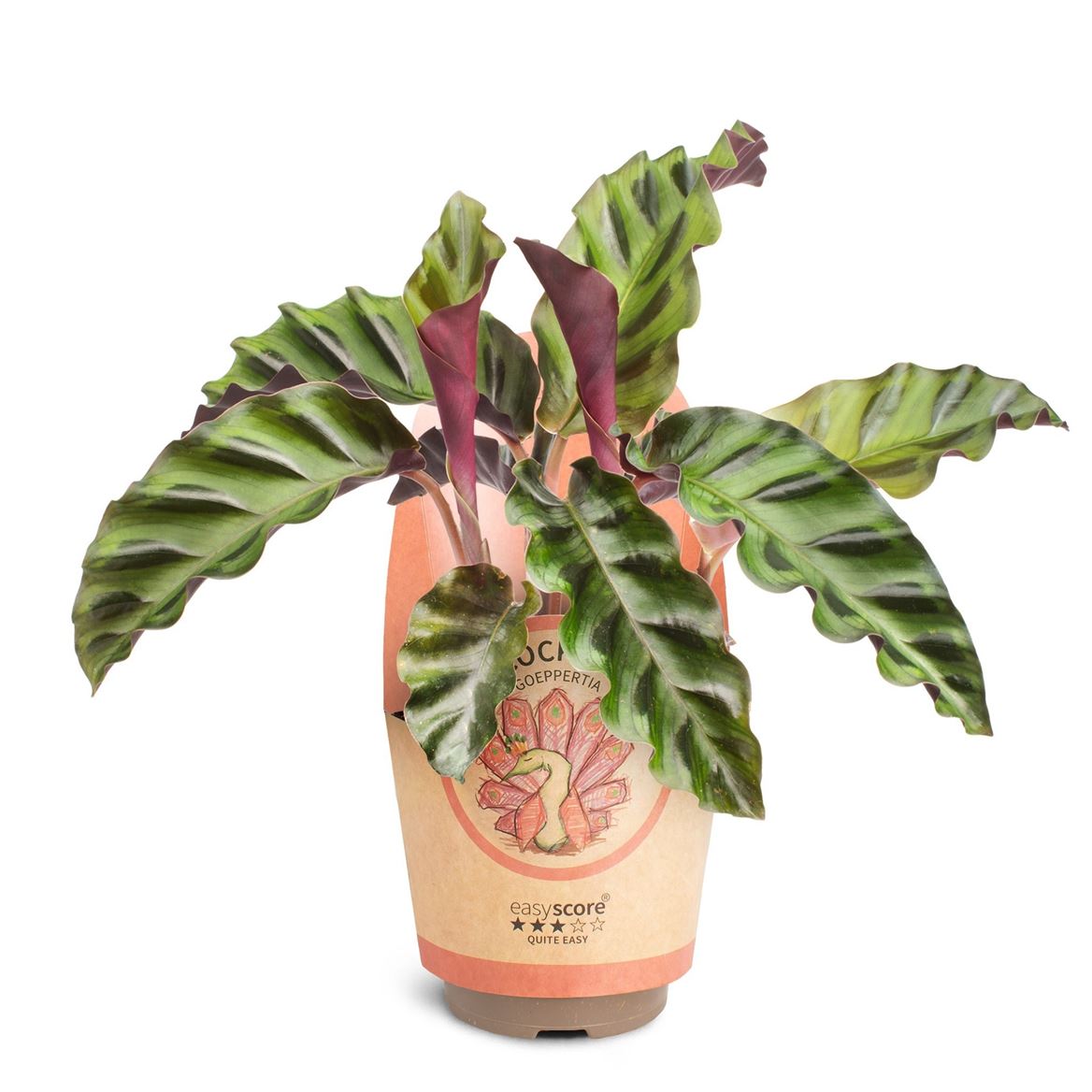 Горшечные цветы и растения оптом Calathea Gandersii от 9шт из Голландии с доставкой по России