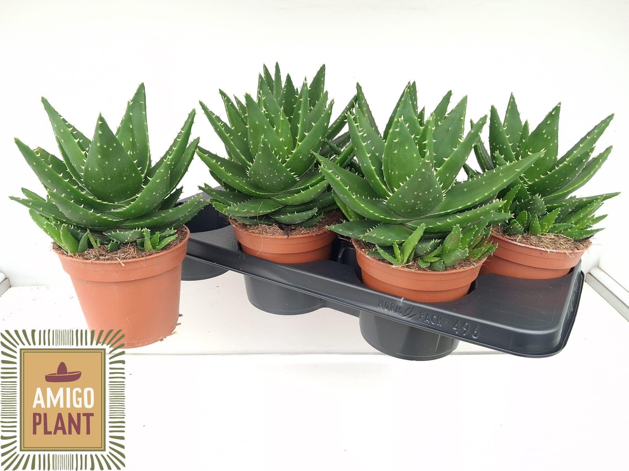 Горшечные цветы и растения оптом Aloe Perfoliata от 6шт из Голландии с доставкой по России