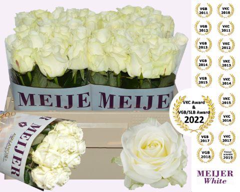 Срезанные цветы оптом Rosa large avalanche+ Meijer White от 60шт из Голландии с доставкой по России
