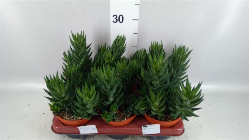 Горшечные цветы и растения оптом Haworthia ... от 6шт из Голландии с доставкой по России