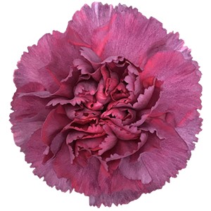 Срезанные цветы оптом Dianthus st hypnosis от 300шт из Голландии с доставкой по России
