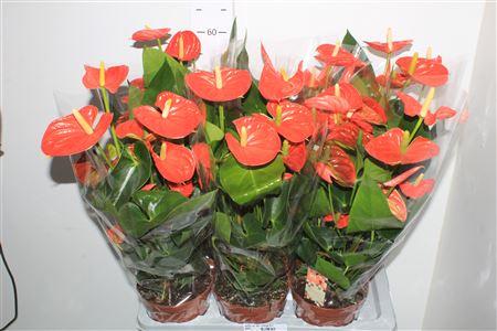 Горшечные цветы и растения оптом Anthu An Sier Orange 8+ P17 от 6шт из Голландии с доставкой по России