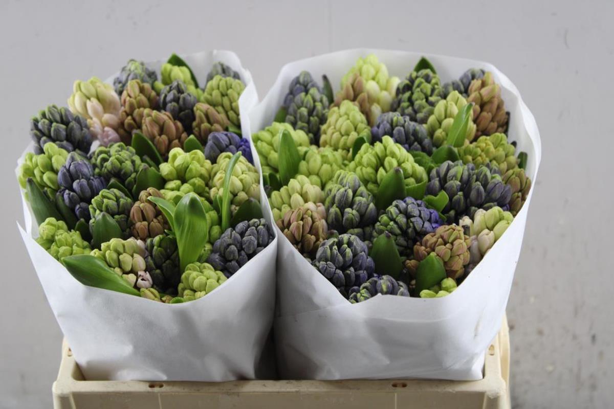 Срезанные цветы оптом Hyacinthus 5 colour mix in bucket от 50шт. из Голландии с доставкой по России