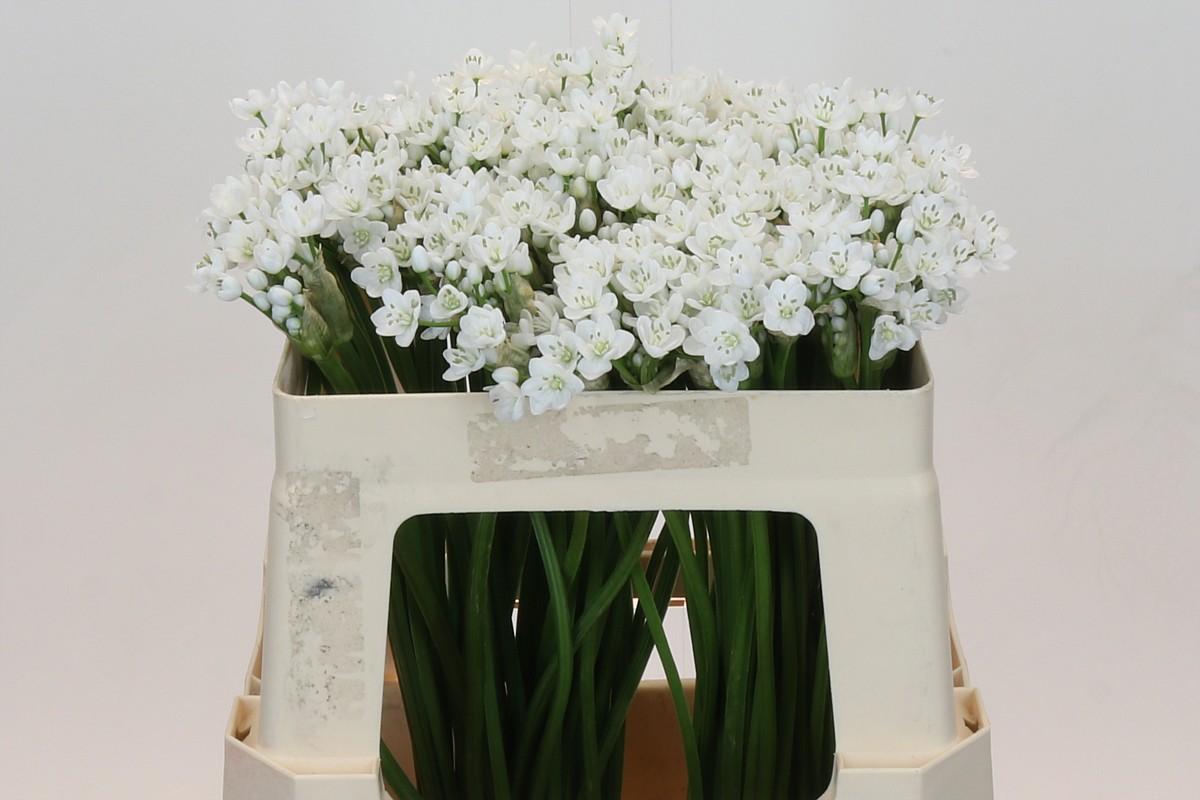 Срезанные цветы оптом Allium flocon от 120шт из Голландии с доставкой по России Срезанные цветы оптом Allium flocon от 120шт из Голландии с доставкой по России