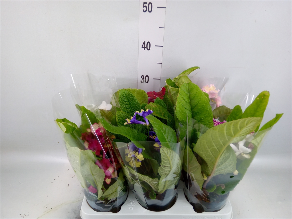 Горшечные цветы и растения оптом Streptocarpus   ...mix от 6шт из Голландии с доставкой по России