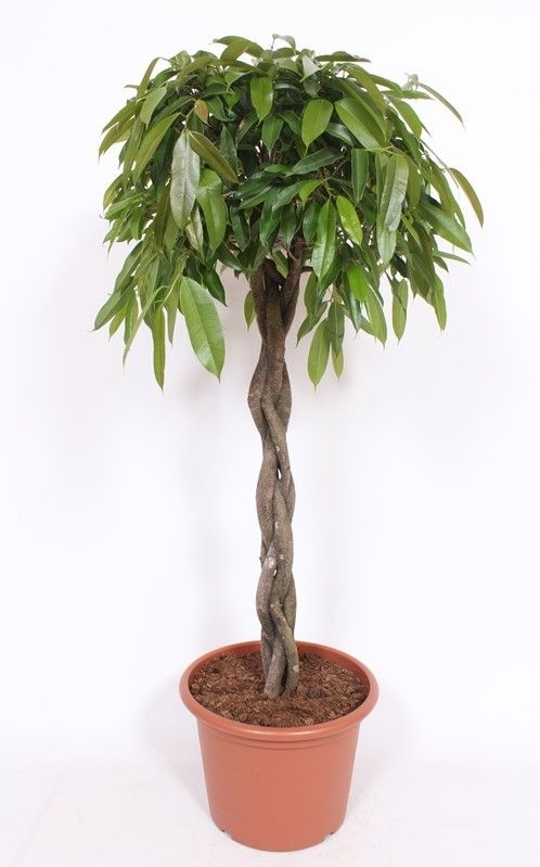 Горшечные цветы и растения оптом Ficus Bin Amstel King Twisted Stem от 1шт из Голландии с доставкой по России