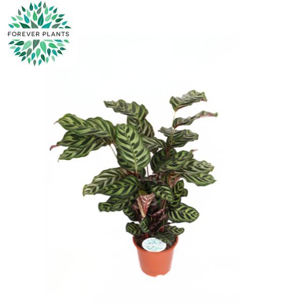 Горшечные цветы и растения оптом Calathea Makoyana от 1шт из Голландии с доставкой по России
