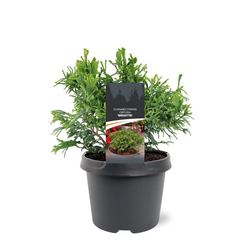 Горшечные цветы и растения оптом Chamaecyparis Obt Brigitte от 1шт из Голландии с доставкой по России