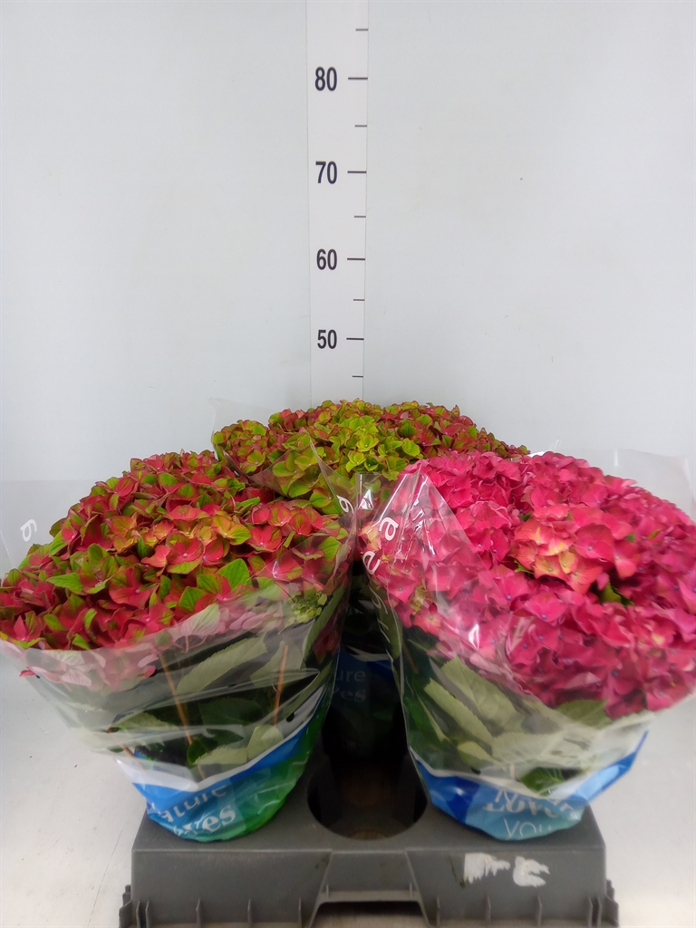 Горшечные цветы и растения оптом Hydrangea Ma Hi Blue 9+ от 3шт из Голландии с доставкой по России