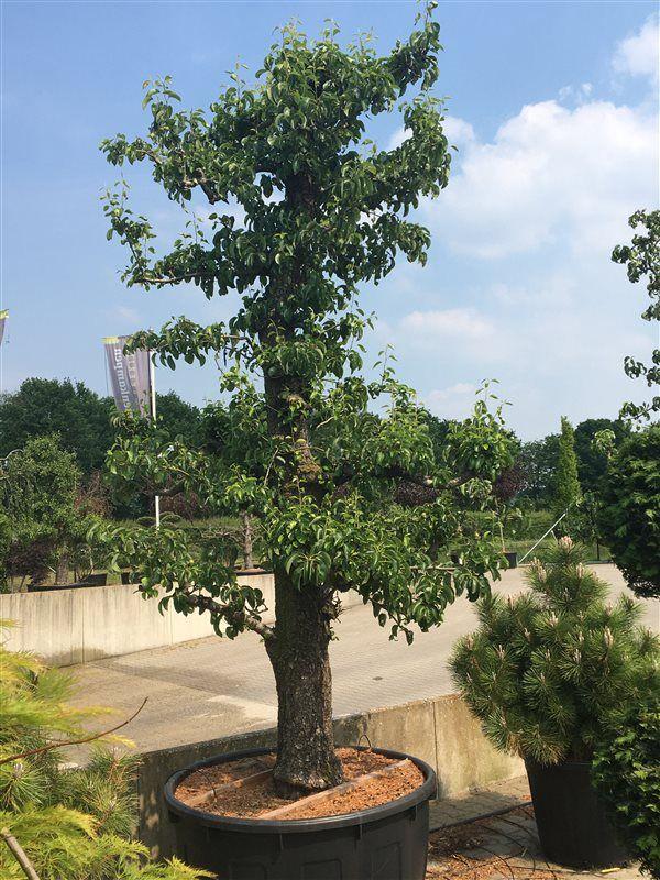 Горшечные цветы и растения оптом Pyrus Comm Conference от 1шт из Голландии с доставкой по России