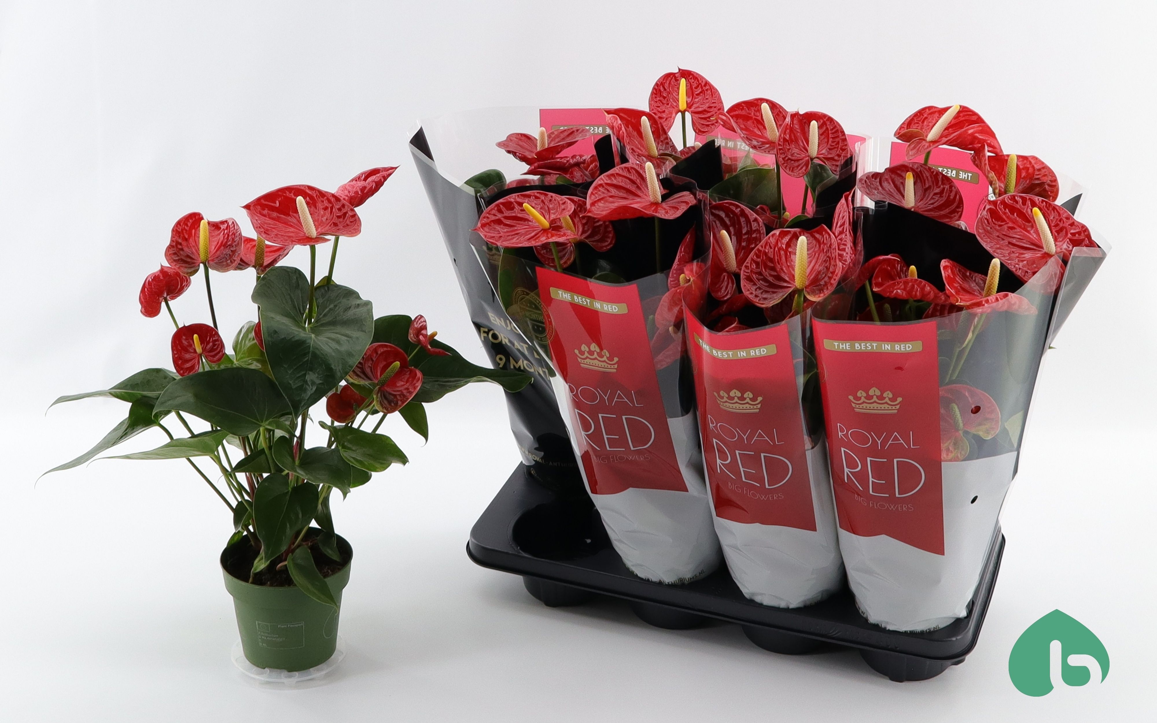 Горшечные цветы и растения оптом Anthu An Madural от 8шт из Голландии с доставкой по России