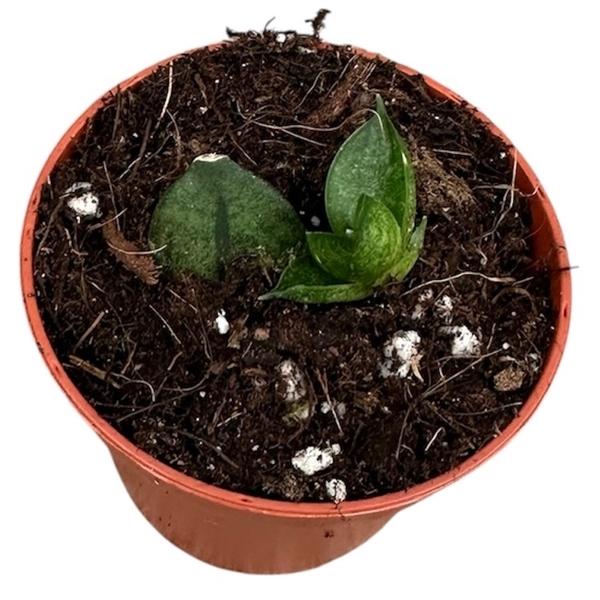 Горшечные цветы и растения оптом Sansevieria Pyramid от 1шт (для телеги) из Голландии с доставкой по России