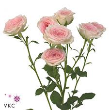 Срезанные цветы оптом Rosa spray creamy twister от 80шт из Голландии с доставкой по России