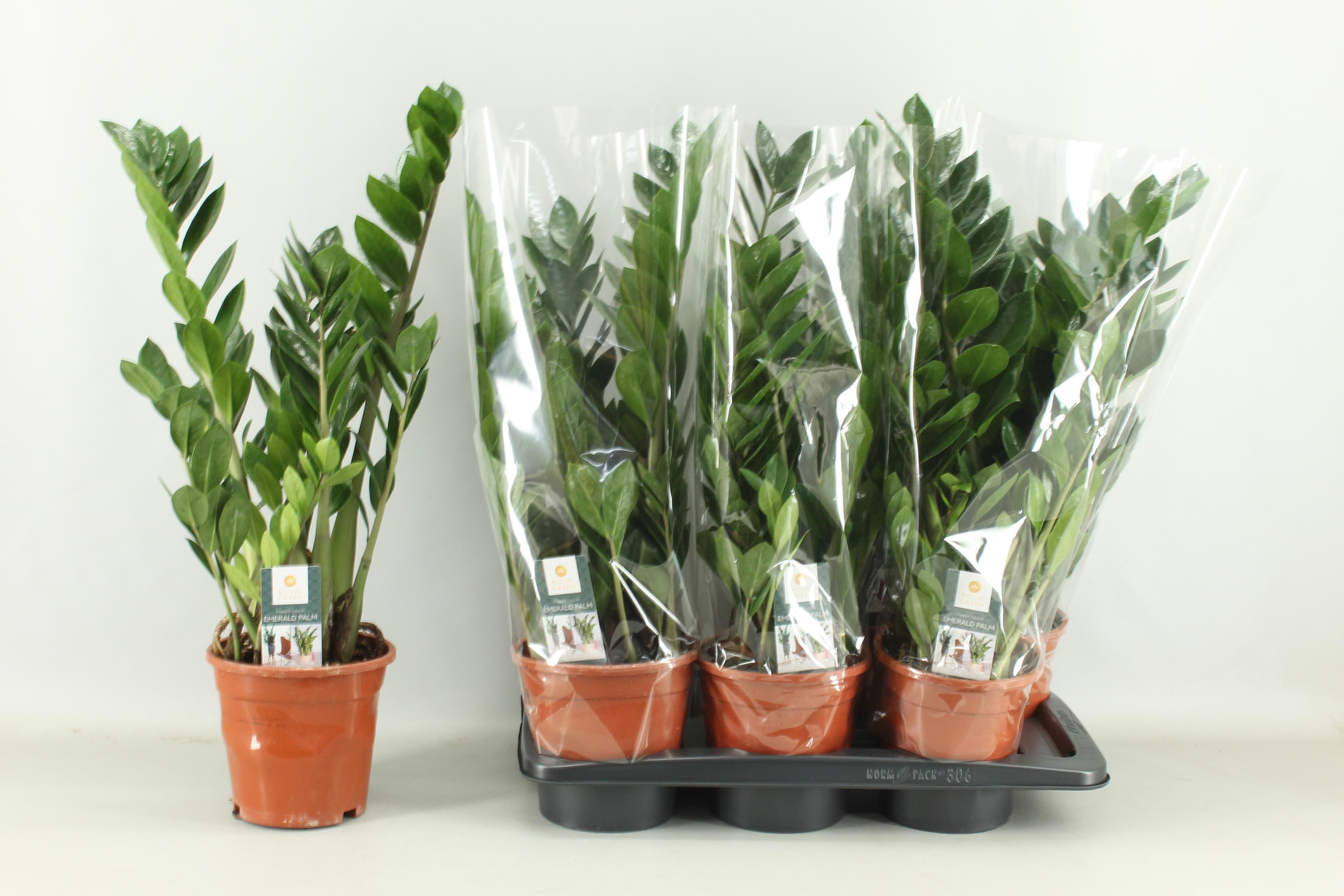 Горшечные цветы и растения оптом Zamio Zamiifolia от 6шт' из Голландии с доставкой по России