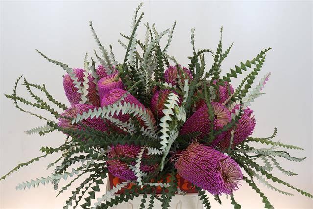 Срезанные цветы оптом Banksia paint speciosa pink от 16шт из Голландии с доставкой по России