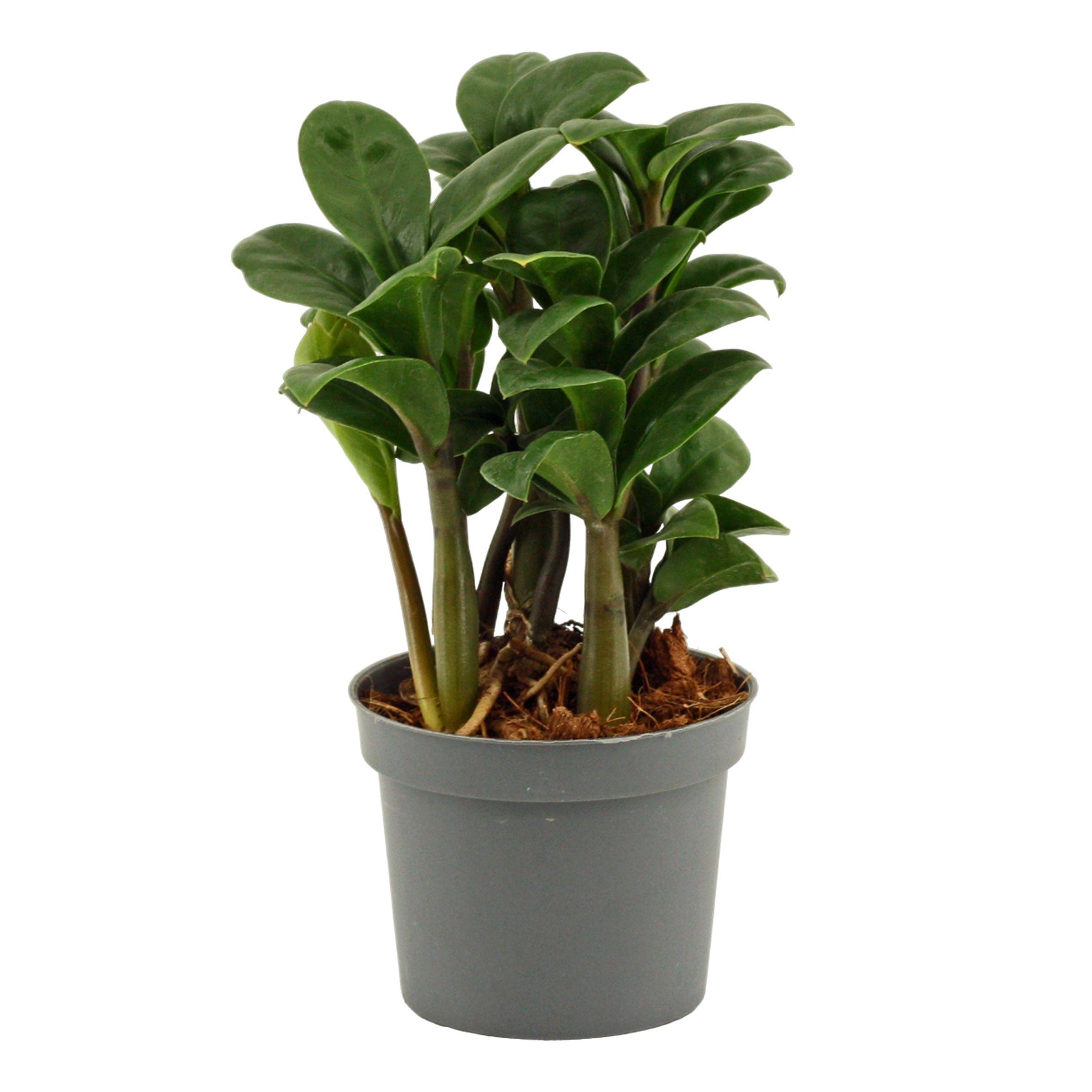 Горшечные цветы и растения оптом Zamioculcas Zenzi 9 Cm Scenza, 2+ Veren от 12шт (для телеги) из Голландии с доставкой по России