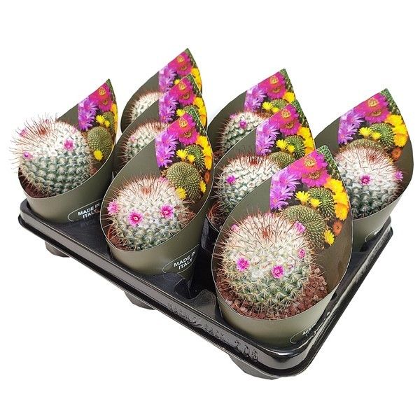 Горшечные цветы и растения оптом Mammillaria Bombycina With Potcover ( от 9шт из Голландии с доставкой по России