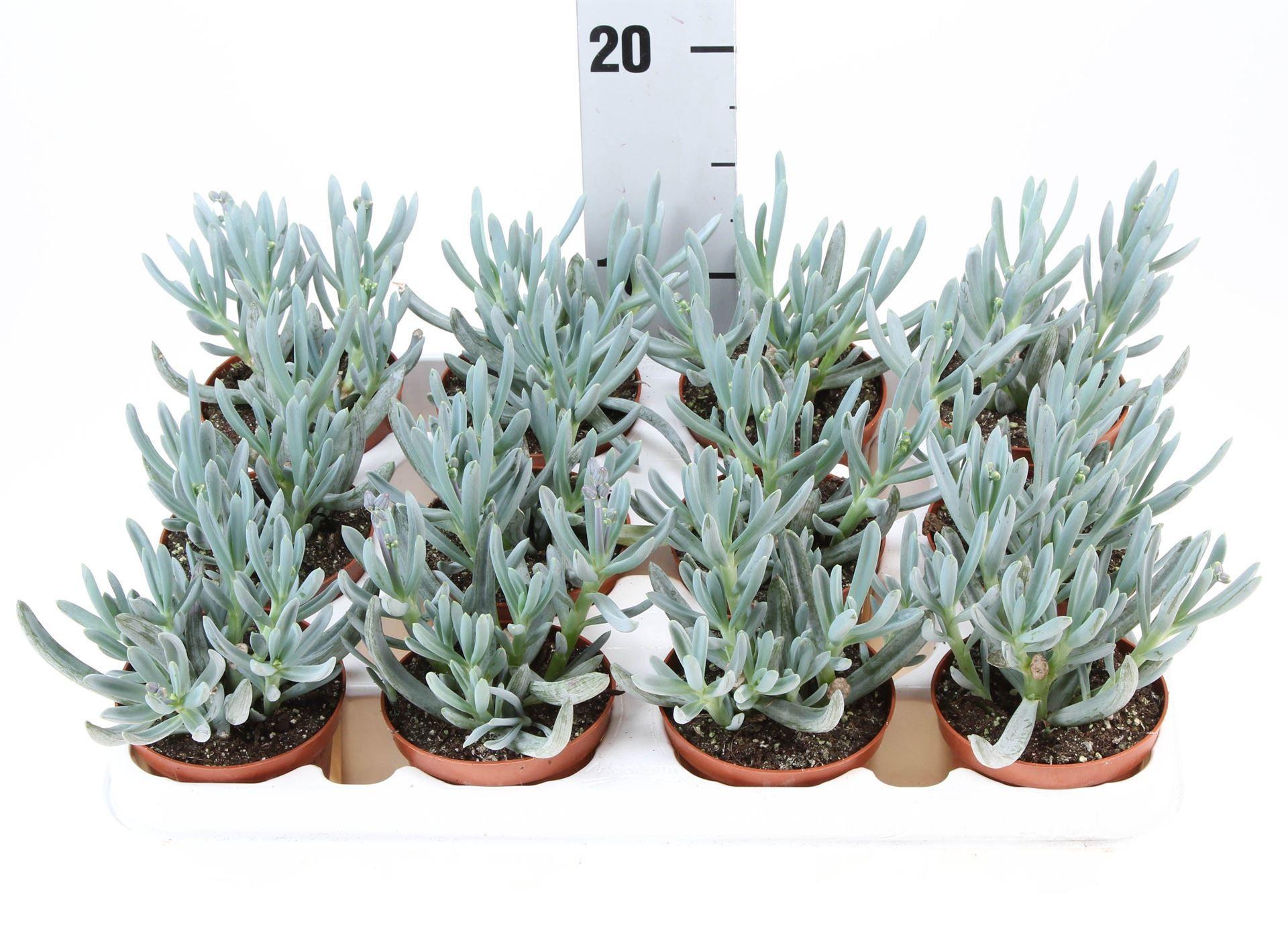 Горшечные цветы и растения оптом Senecio Kleinia Stapeliformis от 12шт (для телеги) из Голландии с доставкой по России