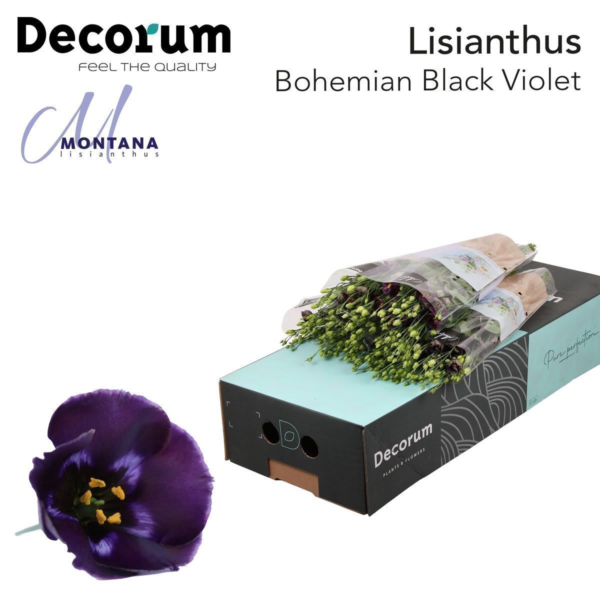 Срезанные цветы оптом Lisianthus si bohemian black violet от 140шт из Голландии с доставкой по России