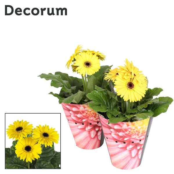 Горшечные цветы и растения оптом Gerbera Yellow 2+ Potcover (decorum) от 9шт из Голландии с доставкой по России