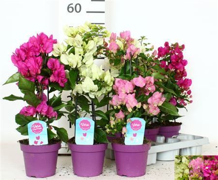 Горшечные цветы и растения оптом Bougainvillea Piramide Vera Mix от 6шт из Голландии с доставкой по России