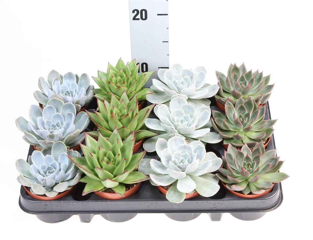 Горшечные цветы и растения оптом Echeveria   ...mix от 12шт из Голландии с доставкой по России