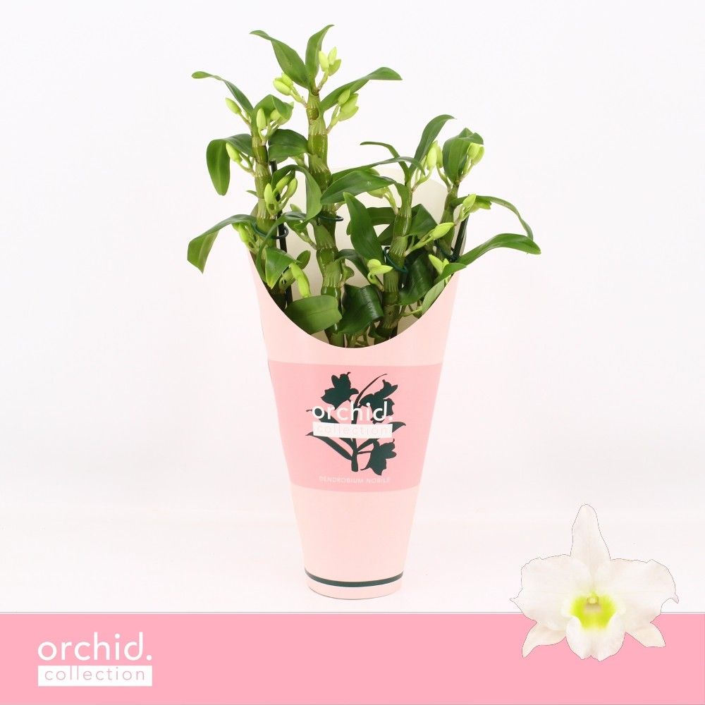 Горшечные цветы и растения оптом Dendr Nob 4st Apollon Compact Orchid от 6шт из Голландии с доставкой по России