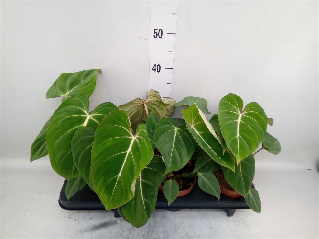 Горшечные цветы и растения оптом Philodendron Gloriosum от 6шт из Голландии с доставкой по России