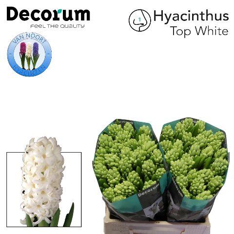 Срезанные цветы оптом Hyacinthus top white от 50шт из Голландии с доставкой по России