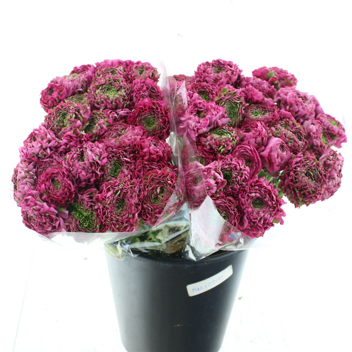 Срезанные цветы оптом Ranunculus pon pon aladdin от 60шт. из Голландии с доставкой по России