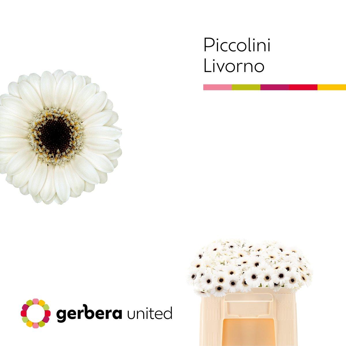 Срезанные цветы оптом Germini picollini livorno от 120шт из Голландии с доставкой по России