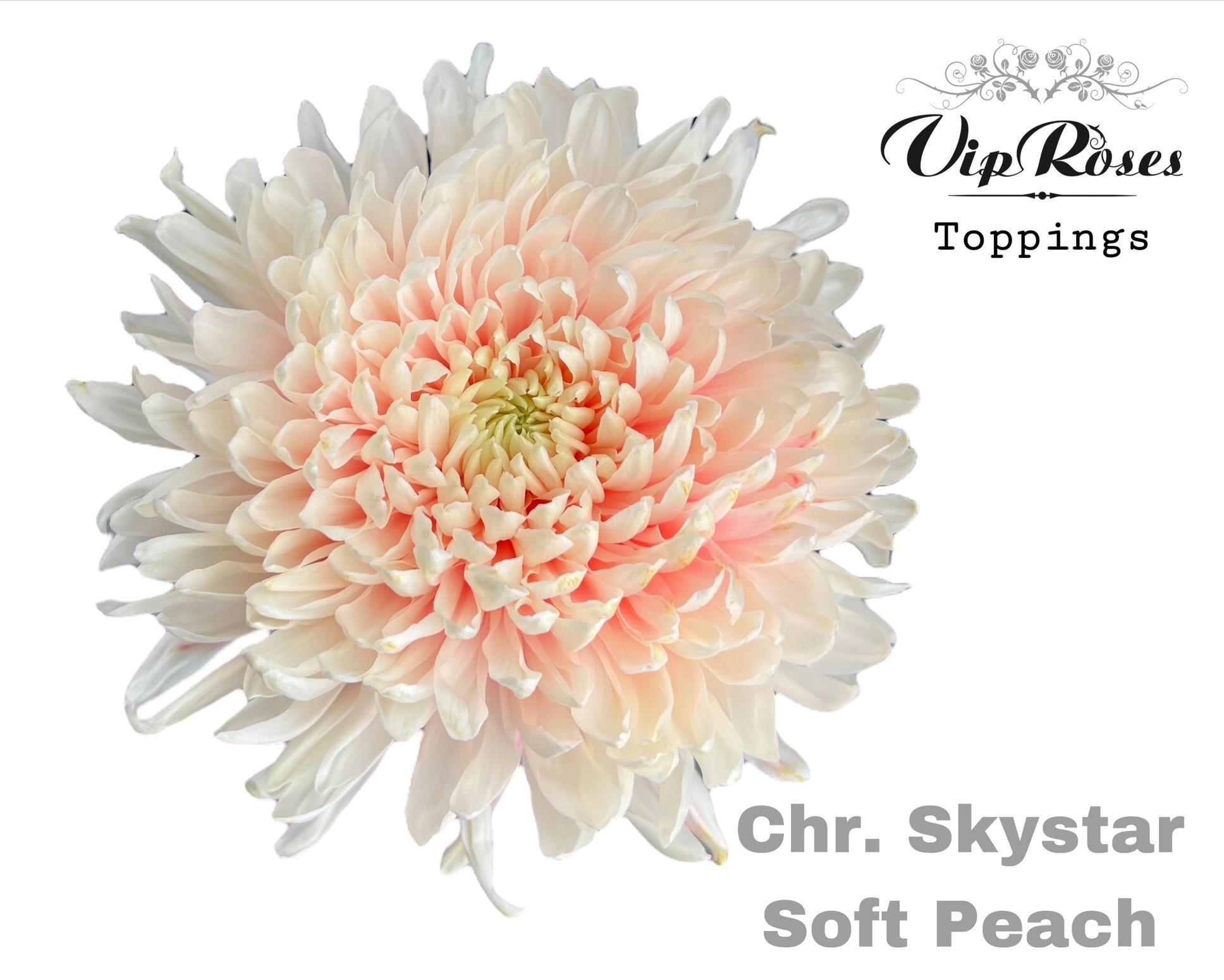 Срезанные цветы оптом Chrys bl paint skystar soft peach от 20шт из Голландии с доставкой по России