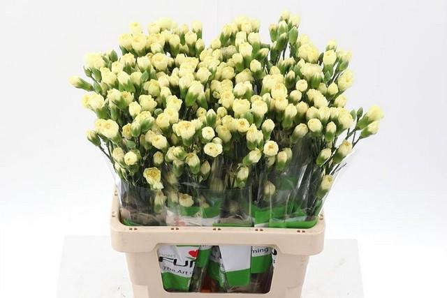 Срезанные цветы оптом Dianthus sp yellow от 100шт из Голландии с доставкой по России
