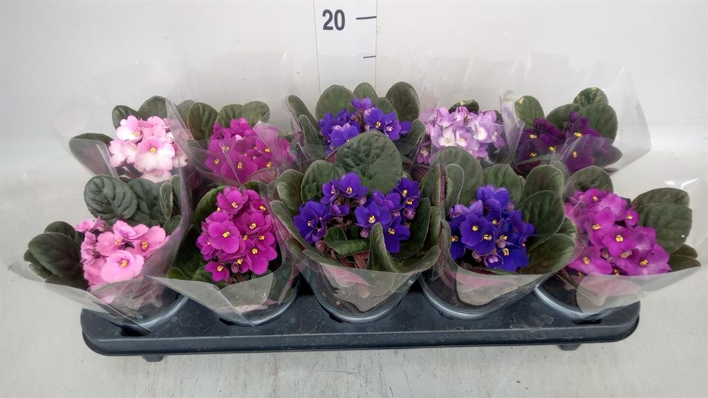 Горшечные цветы и растения оптом Saintpaulia   ... от 10шт (для телеги) из Голландии с доставкой по России