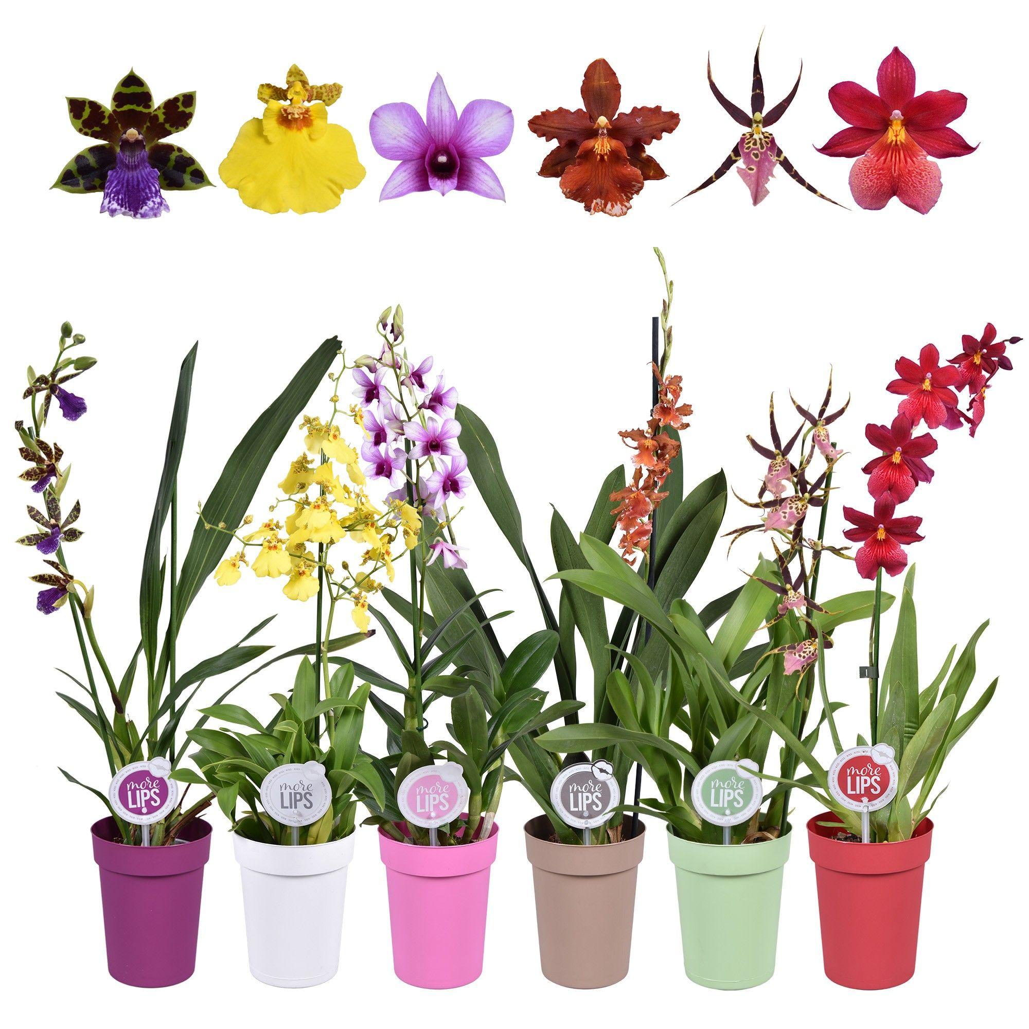 Горшечные цветы и растения оптом Orchid 1st Mix In Colourpot (morelips) от 6шт из Голландии с доставкой по России