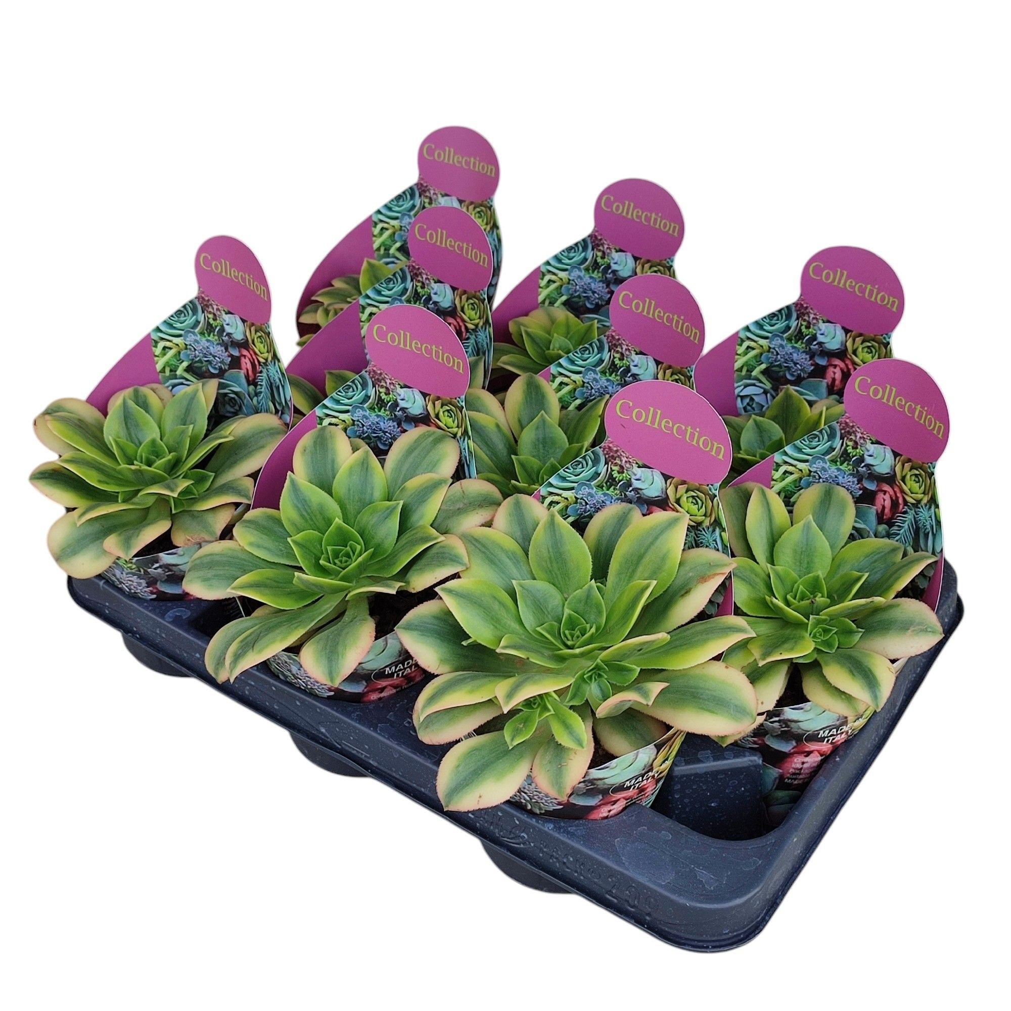 Горшечные цветы и растения оптом Aeonium Floresens Potcover от 9шт из Голландии с доставкой по России