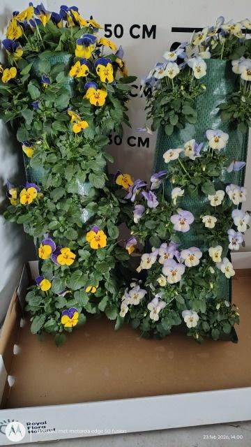 Горшечные цветы и растения оптом Vio Cornuta от 2шт из Голландии с доставкой по России