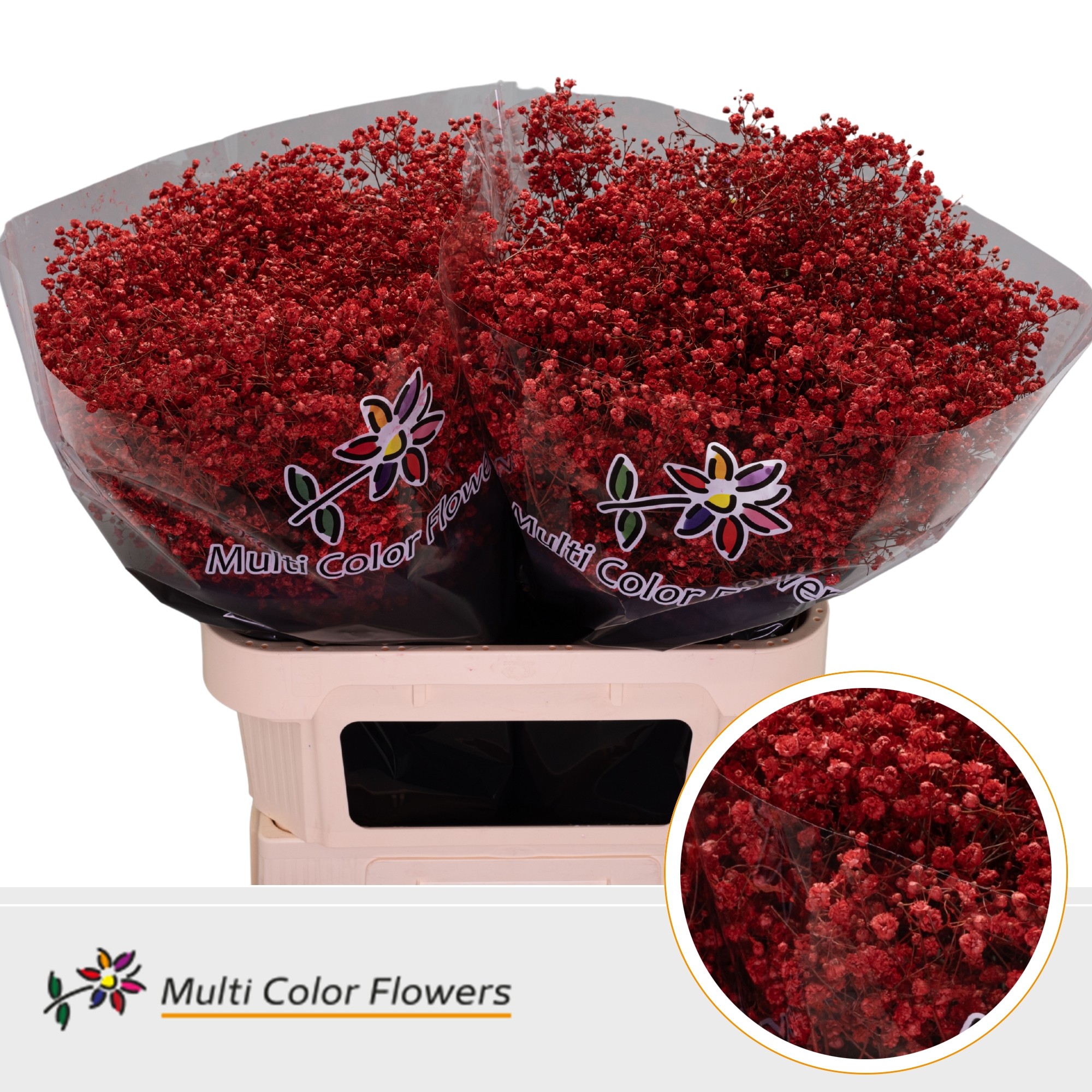 Срезанные цветы оптом Gyps large paint red от 50шт. из Голландии с доставкой по России