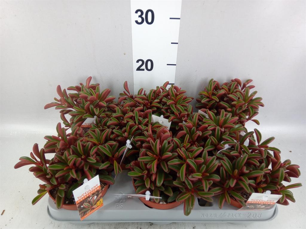 Горшечные цветы и растения оптом Peperomia Graveolens от 8шт из Голландии с доставкой по России