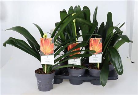 Горшечные цветы и растения оптом Clivia Miniata Orange Xl Pot 15! от 6шт из Голландии с доставкой по России