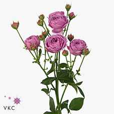 Срезанные цветы оптом Rosa sp misty bubbles от 30шт из Голландии с доставкой по России