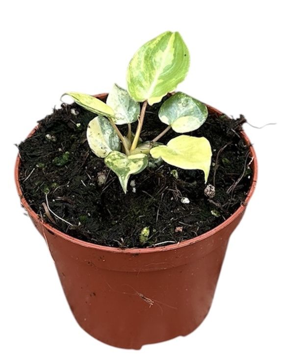 Горшечные цветы и растения оптом Philodendron Billietiae Variegata от 1шт (для телеги) из Голландии с доставкой по России