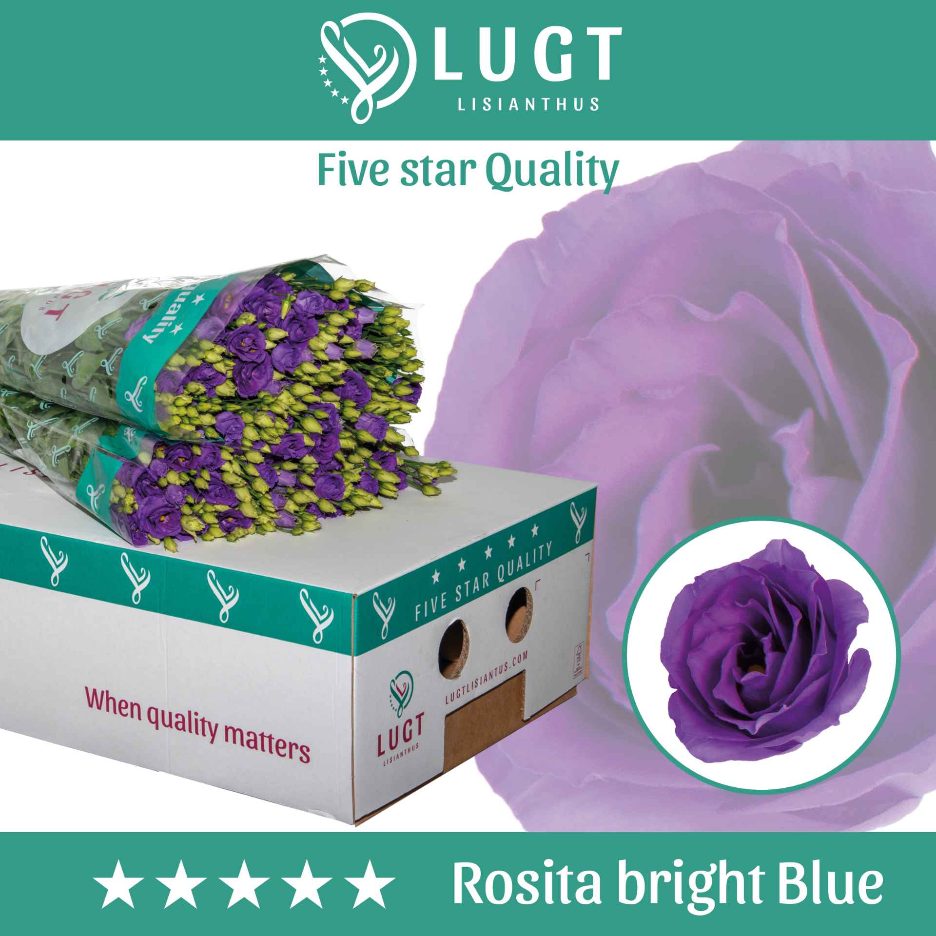 Срезанные цветы оптом Lisianthus do rosita bright blue от 140шт из Голландии с доставкой по России
